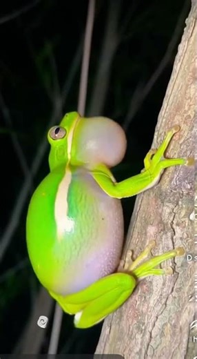 The Sounds Of Cute Frogs #cutefrog #cartoonfrog