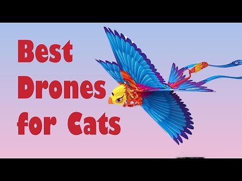 Top 5 Best Drones for Cats - cats drone review