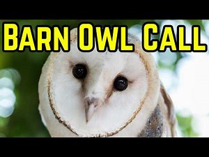 Barn Owl Call & Sounds | Haunting Calls of the Barn Owl