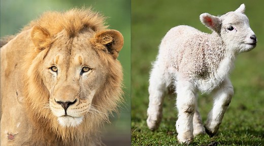 ‘In like a lion, out like a lamb’: March folklore explained