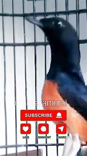 Viral Bird Sound 2025 🐦 Murai Batu Shocks Everyone! #shorts #trendingshorts #birdsong