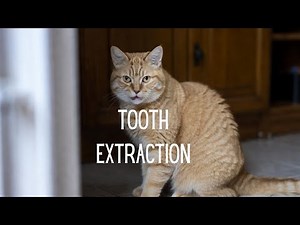 Tooth Extraction of a Cat