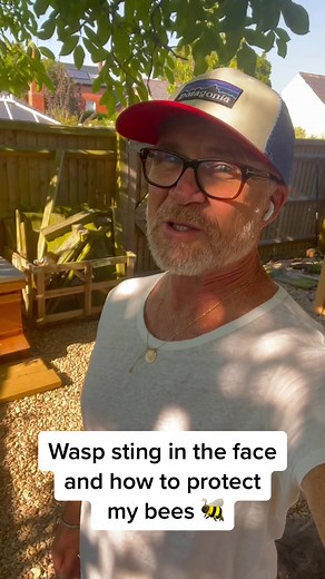 Defending Bees from Aggressive Wasps | Wasp Sting and Bee Protection