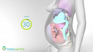 7.3K views · 137 reactions | Our animated video reveals in detail how your body changes and makes room for your developing baby during pregnancy. | BabyCentre | Facebook