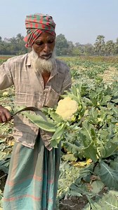 Bengali farmers are cutting cauliflower from the fields and taking it to market #villagelife #marketing #farming #selling | Gramer khamari