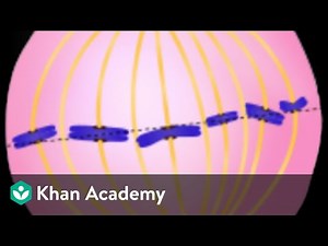 Mitosis | Cell Cycle and Cell Division | Biology | Khan Academy