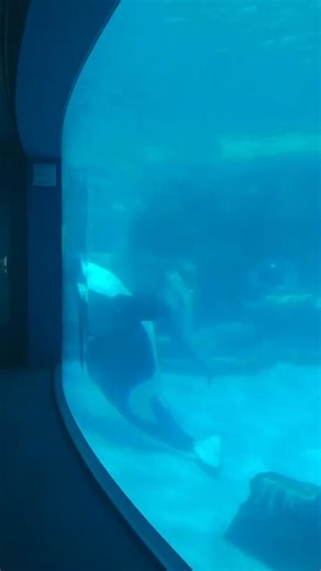 Nagoya Port Aquarium - Orcas