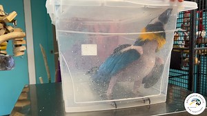 6.5K views · 319 reactions | Marco enjoys an epsom salt foot soak at...