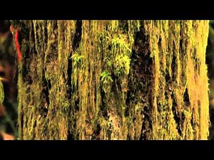 West Coast Artist Gary Haggquist Talks To Geoff Edwards About His Paintings