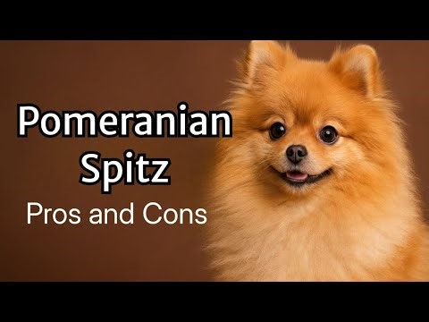 Pomeranian Spitz: Pros and Cons