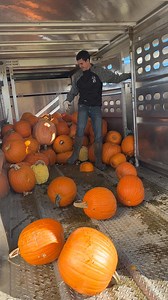 The goats won’t come home for a while but we will be staging these pumpkins here for when they are on stockpiled forage during the winter months. Next year there should be a large amount of volunteer pumpkins growing across our farm in staging areas. | Iowa Kiko Goats