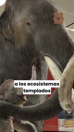 MAMUT COLOMBINO | Artdelari