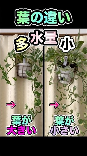 比較！水やり量でこれだけ違う葉の大小 #観葉植物 #葉っぱ #水量 #水やり #植物のある暮らし #植物比較 #葉の大きさ #plant #houseplants #パキラ #生育 #育ち方
