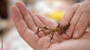 Stick insect or stick beetle on human hand.