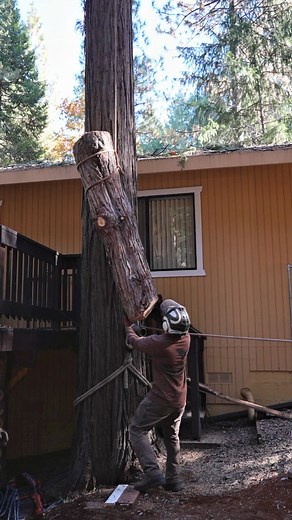 Watkins Forestry took on a tough removal and got it done clean, controlled, and the right way When the job is complicated, call the team that handles it with confidence. #watkinsforestry #TreeRemoval #TreeTrimming #TreeExperts #EmergencyTreeService #Arborist #TreeCare #HazardTreeRemoval #StormDamageCleanup #TreeWork #ProfessionalService #SafeAndEfficient #TreeCrew #PropertySafety #QualityWork | Watkins Forestry Service | Facebook