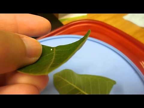 Finding Monarch Butterfly Eggs