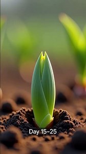 Tulip propagation via bulb #flowervarieties #plants #timelapse #tulip #gardening