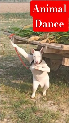 Dog with Amazing Dance Moves , Energetic and Happy Dog #animals #dog .