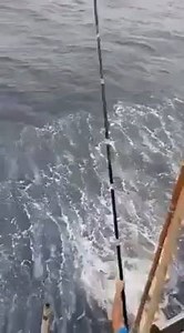 The power is mind blowing! | Northumberland Sea Anglers