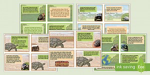 Tortoise Fact Cards