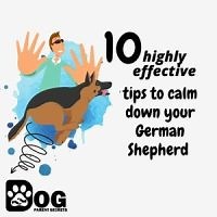 10 Highly Effective Tips To Calm Down Your German Shepherd