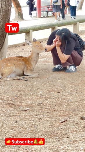 奈良公園のかわいい鹿たち🦌 | 観光客を楽しませる素敵な景色#奈良公園 #鹿 #日本旅行 #美しい瞬間 #旅行動画