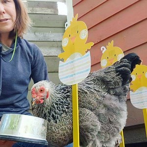 1.5K views · 50 reactions | Quarantine Day 5: chicken obstacle course training is in full effect! p.s. chicken-training tips courtesy of @adoptabirdnetwork. Follow them for more tricks n tips! | Hen Harbor | Facebook