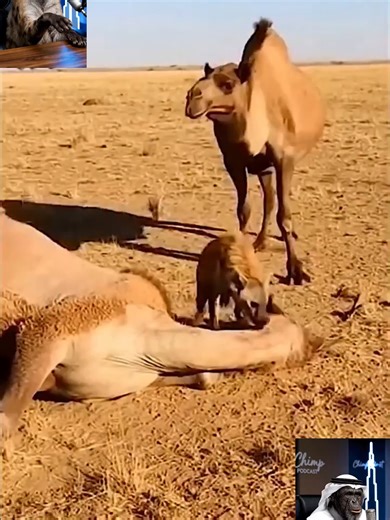 Optimistic Arrival: Weekend Adventures with Animals