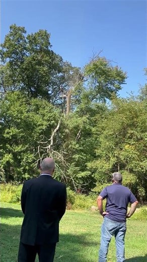 Mayor Ciccarelli Onsite With the DPW Tree Team