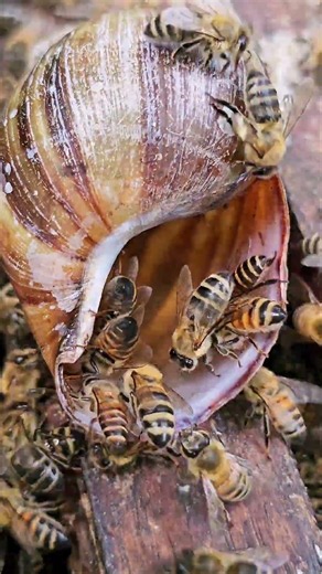 Honey Bee Enjoys Sweet Drops of Nectar on a Snail Shell | Incredible Close-Up of Nature