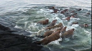 Group of walruses relax in water near shore of Arctic Ocean in Svalbard. Wildlife. Animals in Nordic badlands. Unique footage on background natural landscape and snow mountains of Spitsbergen.