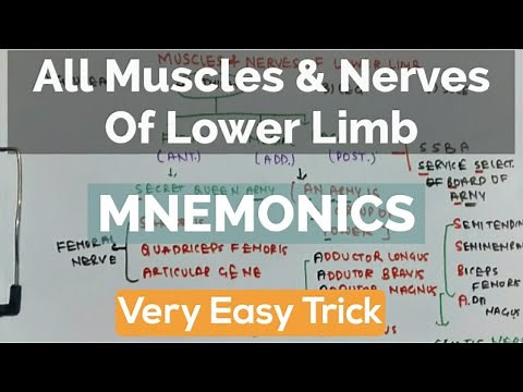 Muscles Of Lower Limb & Their Nerve Supply