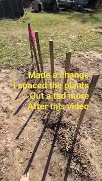 How do you plant Tomatoes plants in the ground. Using tomato cages as well.