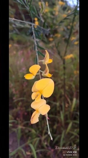 The Hidden Beauty of Sunn Hemp Flowers