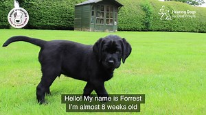 158K views · 377 reactions | Meet Forrest, the labradorable hearing...