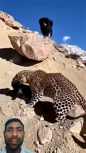 Male Mastiff Rescues Puppy From Leopard At Camp🔥!#mountain #mastiff #rescue