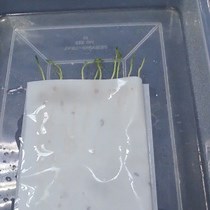 Video: Dry Root Rot Disease Assays in Chickpea: a Detailed Methodology