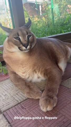 Big Floppa Gosha: Cat Video Compilation