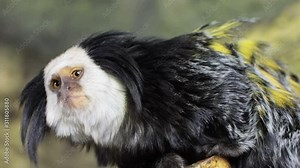 Ordinary marmoset Callithrix jacchus sits on a stick and looks around.