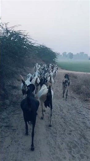 Highest Milking Goats Milk Competition University of Agriculture Faislabad