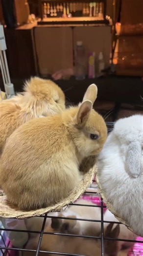 上海杨浦区创智天地广场，可爱的小猫和小兔｜Cute kittens and bunnies at the Innovation Plaza in Yangpu District, Shanghai
