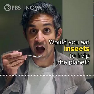 3.7K views · 30 reactions | Entomophagy, the practice of eating insects, has been around for thousands of years. But it isn’t a global practice today. Could that change—and could it help human health and the environment? Listen to our latest episode of NOVA Now and subscribe for free on Apple Podcasts or wherever you get your podcasts️ : https://apple.co/3Cp9dcl | NOVA l PBS | Facebook
