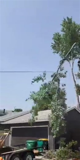 3 comments | Branching Out Tree Service on Reels | Facebook