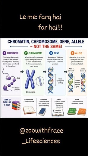 Difference between CHROMATIN|CHROMOSOME|GENE|ALLELE