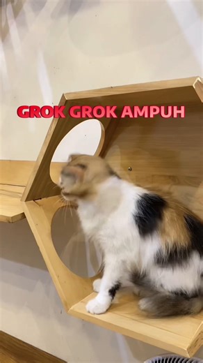 untuk kucing pilek bersin pakai aja blue tree cold and flu dari @Olive Care Official Shop