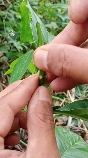simple but double grafting technique for coffee trees #grafting #gardening #agriculture #farming #graftingtechnique #sambungpucuk #sambungkopi #howtografting #grafting_videos #graftingtreeguide #coffee_grafting #petanikopi