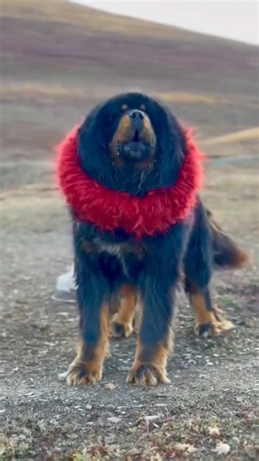 big dog barking loud sound #funny #funny #barkingbliss #cuteanimal #cute #petsempire #cutepet