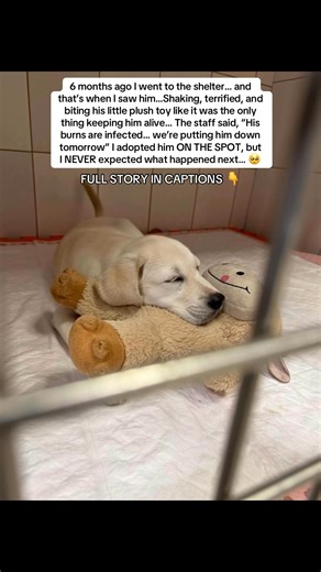 He was curled up against the back wall of his kennel, gripping a tiny half-burned plush toy between his teeth. His fur was patchy, skin raw and red, and the smell of infection was unmistakable. When I approached, he didn’t bark or move… he just held that toy tighter, trembling nonstop 😢 I asked what happened. One of the staff whispered, “He survived a house fire. They found him hiding in a corner with that plushie. His brother didn’t survive… the toy belonged to him.” My chest tightened. The ed