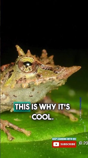 Pinocchio Frog? 🤥 🐸 #frogfact #coolfrog #crazyfrog #nature #factsforkids #learnwithme #educational