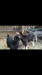 La Cabriole on Reels